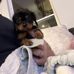 Cavalier King Charles Spaniel and Cavapoo Puppies from Texas Cavalier King Charles Spaniels Manard Enterprises