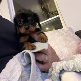 Cavalier King Charles Spaniel and Cavapoo Puppies from Texas Cavalier King Charles Spaniels Manard Enterprises