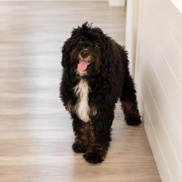 Churro - Phantom male Bernedoodle puppy in North Royalton, Ohio from Johnson's Doodles