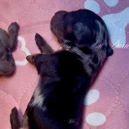 Scarlett - Dapple female Dachshund puppy in Jena, Louisiana from Amy’s Mini Doxies