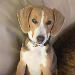 Beagles and English Springer Spaniels from Marsh Creek K9s
