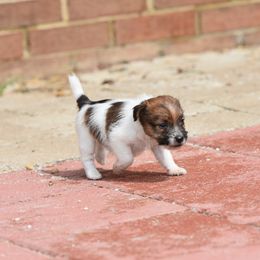 Sneak Boy 4 - White and tan male Russell Terrier puppy in Middletown, Virginia from DBF Russell Terriers