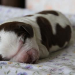 Buttercup - Liver white and tan female English Springer Spaniel puppy in Winfield, Tennessee from Murphy Farms and Springers