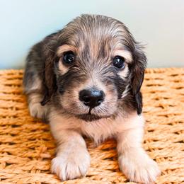 Posie - Cream female Dachshund puppy in Sylvania, Alabama from Yancey’s Doxies