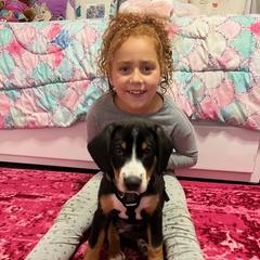 Entlebucher Mountain Dog Puppies from Feather Farm's Entles