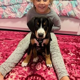 Entlebucher Mountain Dog Puppies from Feather Farm's Entles