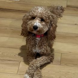 Nova - Goldendoodle
