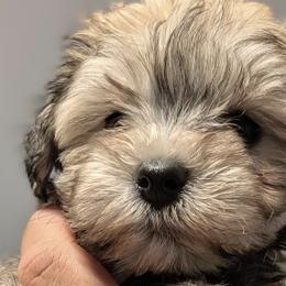 Dachshund, Miniature Schnauzer, and Pomeranian Puppies from The Bearded Companions