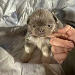 AKC Kalani - Light red female Pekingese puppy in Cumming, Georgia from Imperial Pekingese