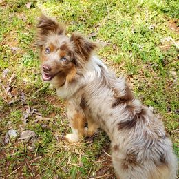 Lucy - Toy Australian Shepherd