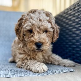 Cavapoo and Goldendoodle Puppies from Fitzdoodles