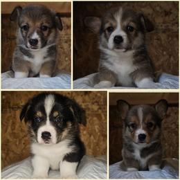 Labrador Retriever and Pembroke Welsh Corgi Puppies from Moonlight Kennels