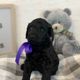 Poodle Puppies from Boodle's Poodles