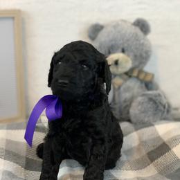 Poodle Puppies from Boodle's Poodles