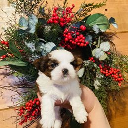 Milo - Red and white male Shih Tzu puppy in Coalinga, California from Precious Shih tzus