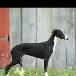 Cleo - Black female Whippet puppy in Lenoir City, Tennessee from Equiss Whippets