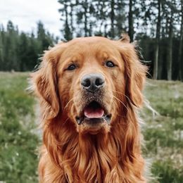 Murphy - Golden Retriever