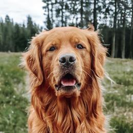 Murphy - Golden Retriever