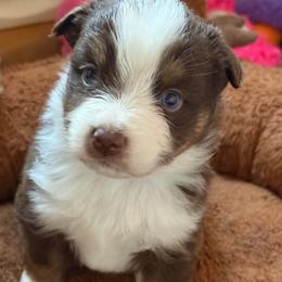 Brick - Red tri male Miniature Australian Shepherd puppy in Gatesville, Texas from Southern Promise Aussie’s