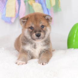 Boy 1 - Red male Shiba Inu puppy in Neosho, Missouri from Sunny Terrace Shibas