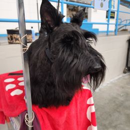 Elle - Scottish Terrier