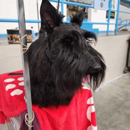 Elle - Scottish Terrier