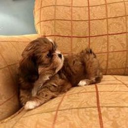 Shih Tzu Puppies from Magnolia Small Breeds