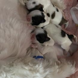 Shih Tzu Puppies from Ren