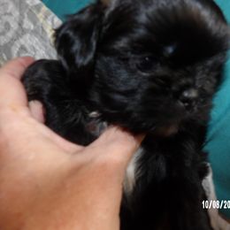 Shih Tzu Puppies from Diamond Mountain Shih Tzus