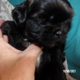 Shih Tzu Puppies from Diamond Mountain Shih Tzus