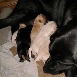 Labrador Retriever Puppies from Huebbe's Labradors