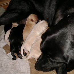 Labrador Retriever Puppies from Huebbe's Labradors