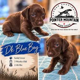 Dk blue - Liver male German Shorthaired Pointer puppy in Dahlonega, Georgia from Pointer Mountain Bird Dogs