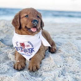 Golden Retriever Puppies from Salty Goldens