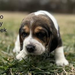 Halo AKC - Black tan and white female Beagle puppy in Rogersville, Missouri from Hales Little Beagle Haven