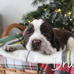 Drummer - Liver white and roan male English Springer Spaniel puppy in Barnstead, New Hampshire from C & S Farms