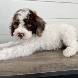 Hudson - Brown and white male Bernedoodle puppy in Garrettsville, Ohio from Sunset Family Farm