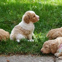 Double Doodles and Labradoodles from MerryGold Doodles