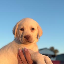 India - Yellow female Labrador Retriever puppy in Puyallup, Washington from 12 Door Farm Labradors