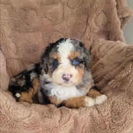 Sadie - Blue merle female Bernedoodle puppy in East Earl, Pennsylvania from Mountainside Puppies