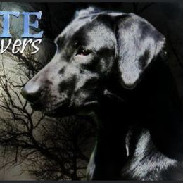 Diva  - Labrador Retriever