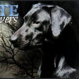 Diva  - Labrador Retriever