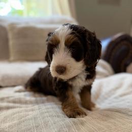 Moosie - Tri-color female Bernedoodle puppy in Hackleburg, Alabama from The Doodle Patch
