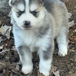 Boy 1 - Gray and white male Pomsky puppy in Tennessee from Hudson’s Huskies & Pomskies