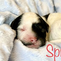 Spruce - Goldendoodle puppy in Cameron, South Carolina from The Farmer and The Doods
