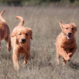 Golden Retriever puppies from Oregon's Oodles of poodles & doodles