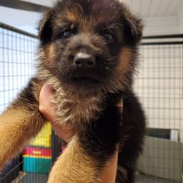 German Shepherd Puppies from Shield Kennels