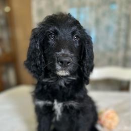 Raven - Black and white female Bernedoodle puppy in Osage City, Kansas from Golden Ridge Goldens