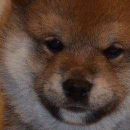 Shiba Inu from K-Bar Shibas