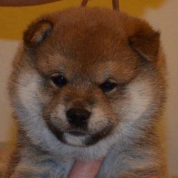 Shiba Inu from K-Bar Shibas